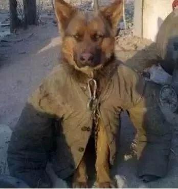 晒成狗的表情包,夏日炎炎,欢乐无限