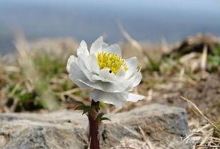 雪莲的资料,高原之花，神秘与美丽的象征